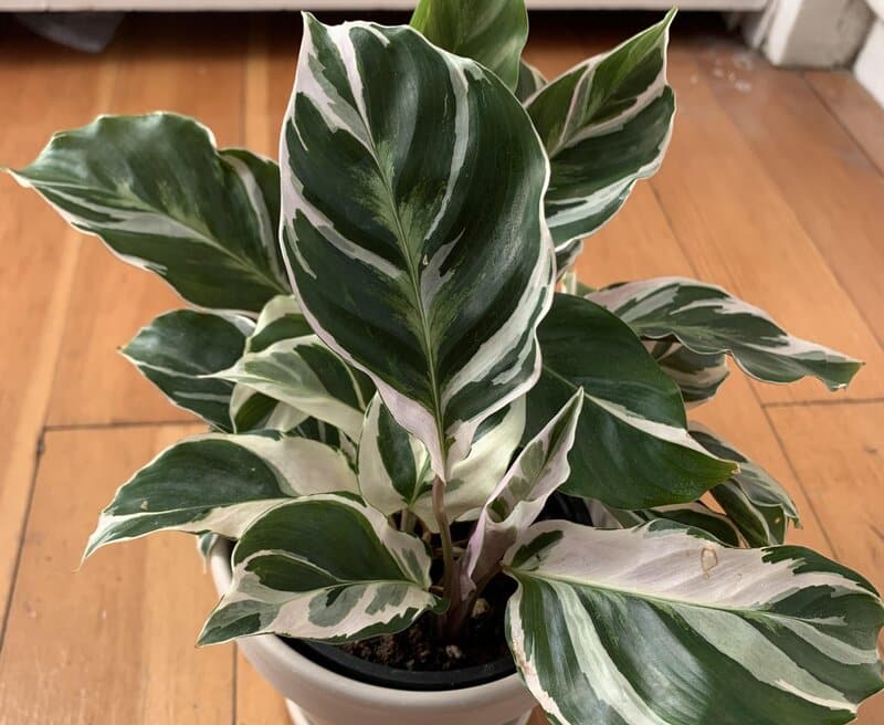 how to grow calathea white fusion