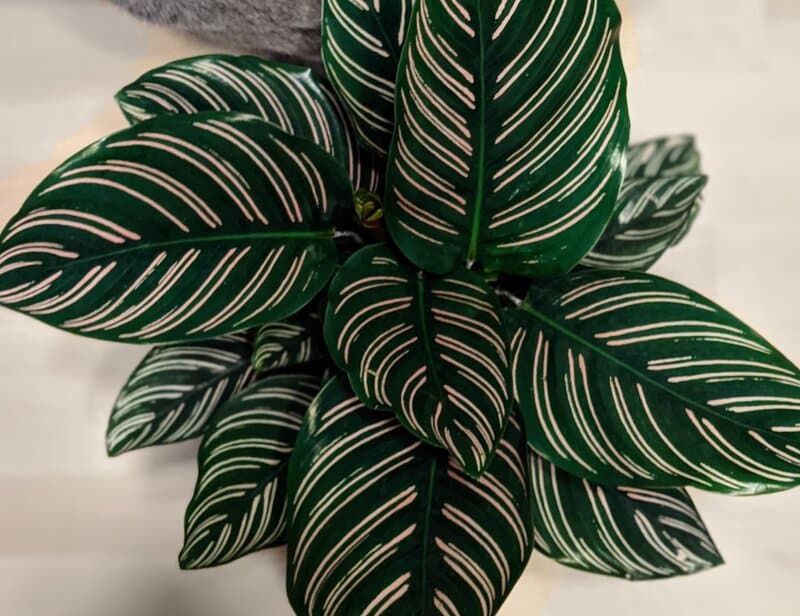 What is Calathea Ornata