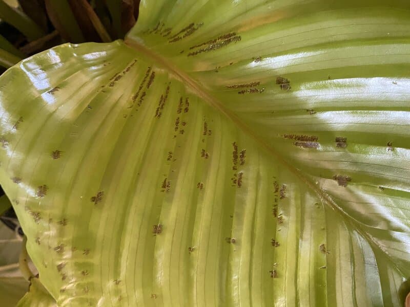 calathea orbifolia issues