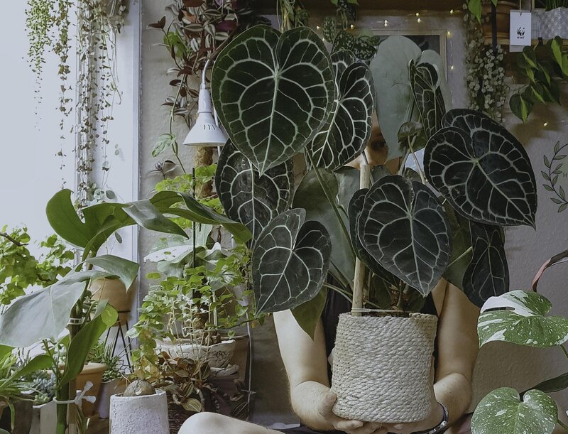 Anthurium Clarinervium