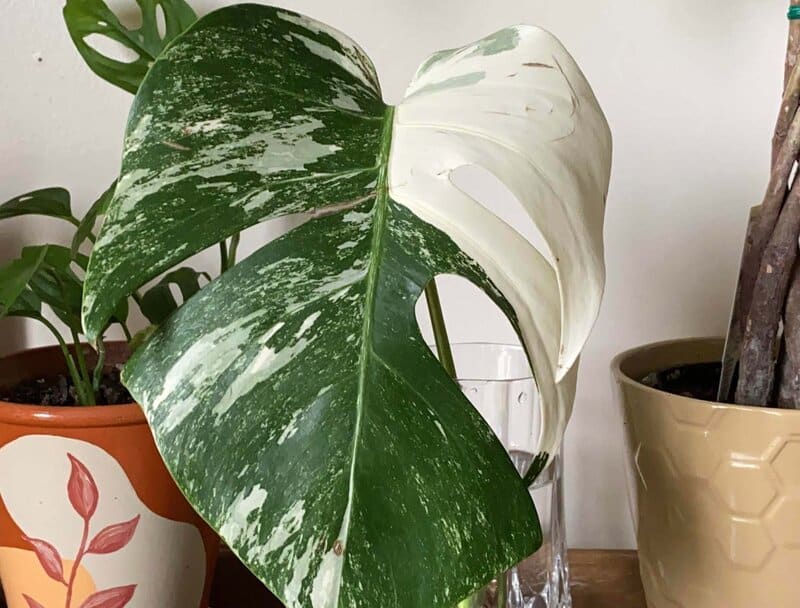 variegated monstera
