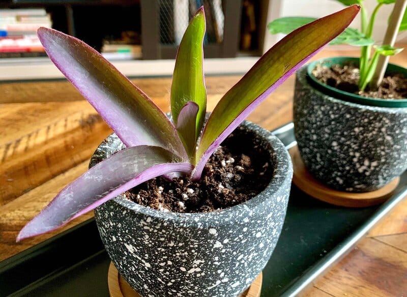 Tradescantia Pallida repotting