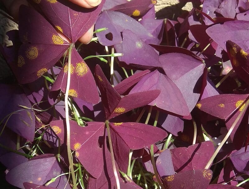Oxalis Triangularis ring spots
