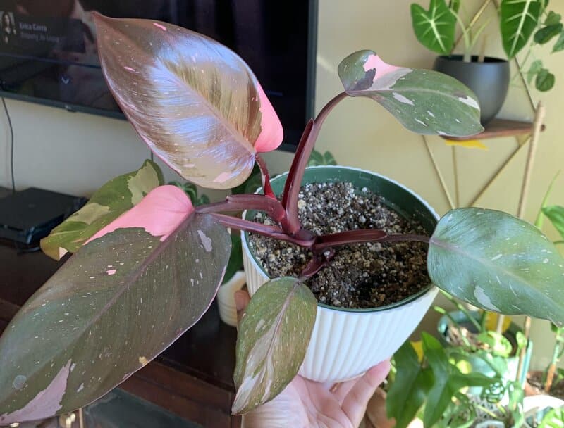 Pink Princess Philodendron care