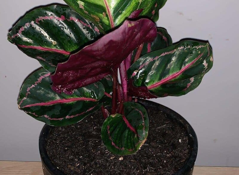 what is calathea roseopicta