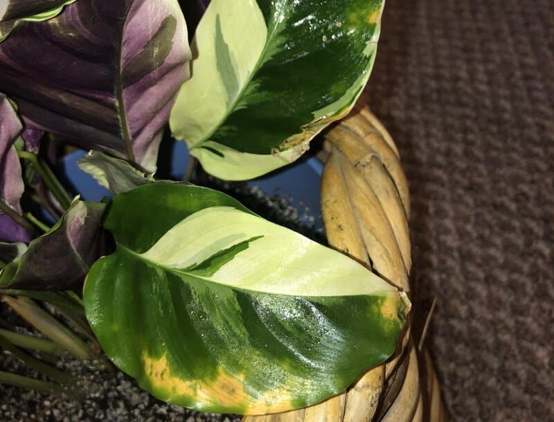 calathea white fusion watering