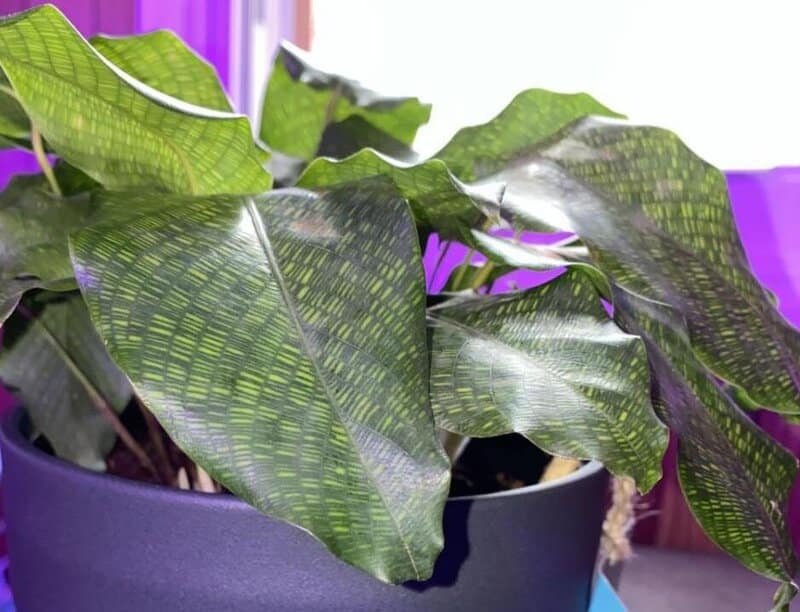 calathea musaica care