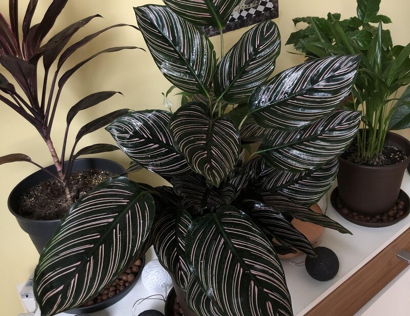 how to care for calathea ornata
