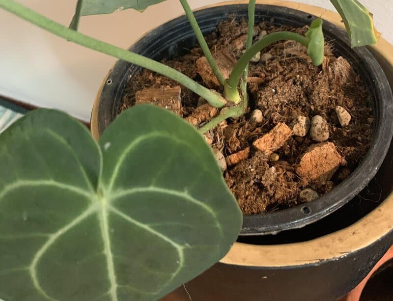 Anthurium Clarinervium repotting