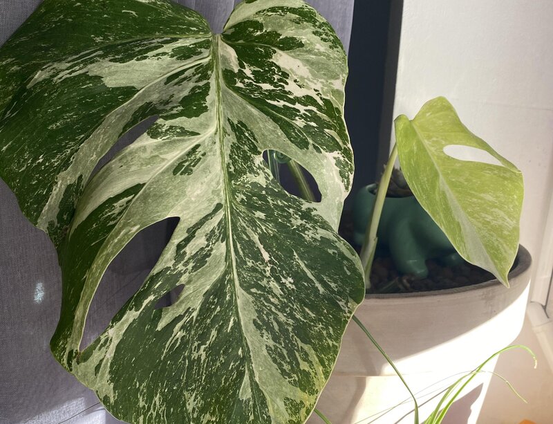 monstera variegata repotting