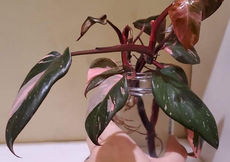 Pink Princess Philodendron problems and solutions