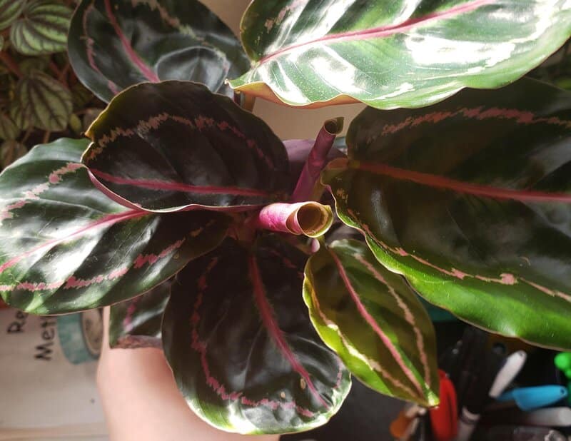 how to care for calathea roseopicta