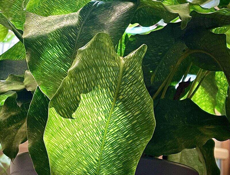 calathea network lighting requirements
