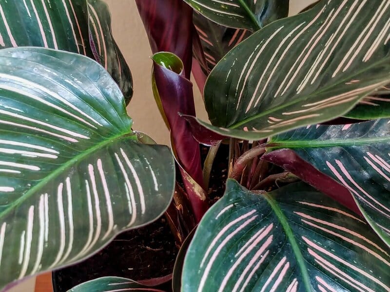 calathea ornata care tips