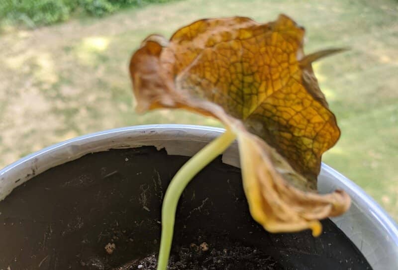 Anthurium Clarinervium problems and solutions