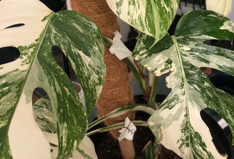 Monstera variegata problems and solutions