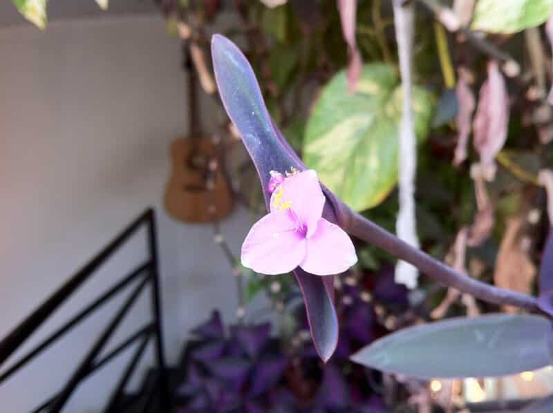 Tradescantia Pallida