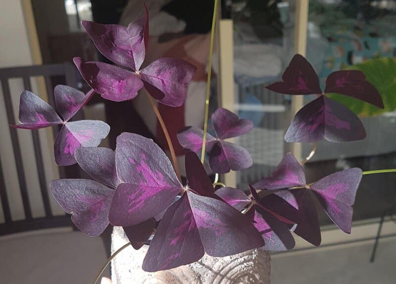 oxalis triangularis repotting