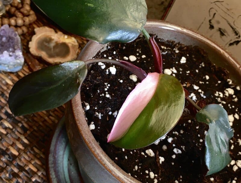 fertilizing Pink Princess Philodendron