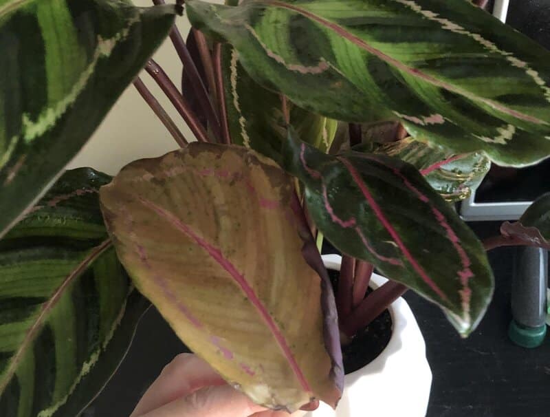 calathea roseopicta yellow leaves
