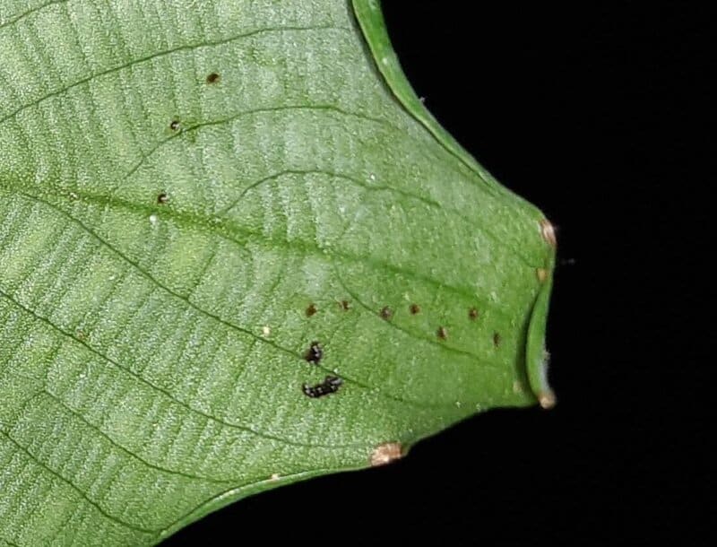 Calathea musaica problems and solutions