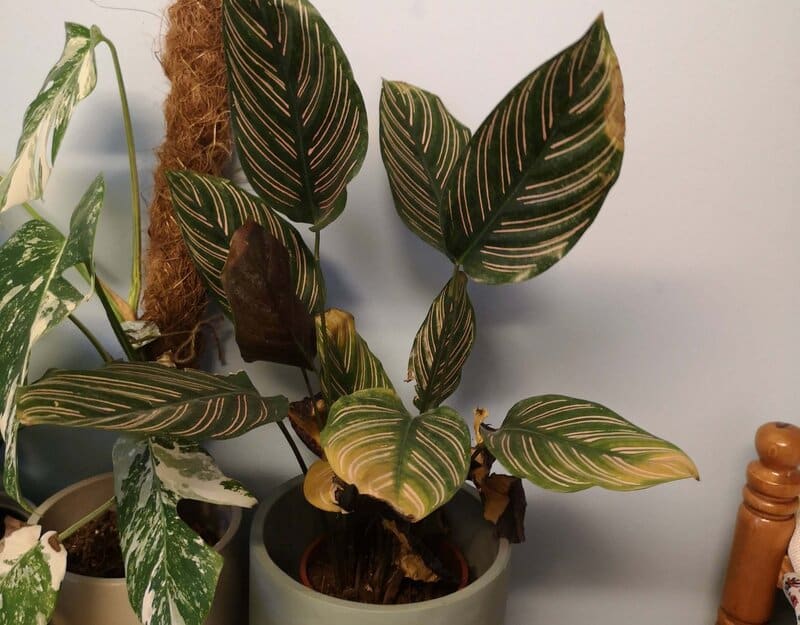 calathea ornata problems