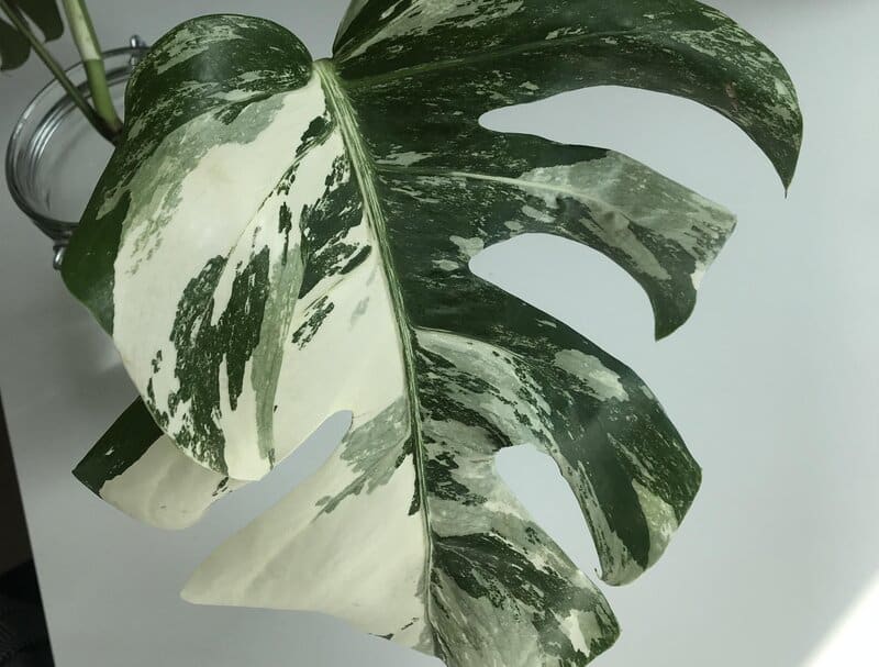 monstera variegata propagation