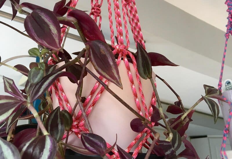 Tradescantia Pallida pruning