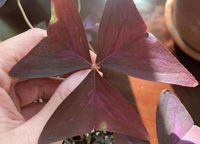 Oxalis Triangularis burned leaves