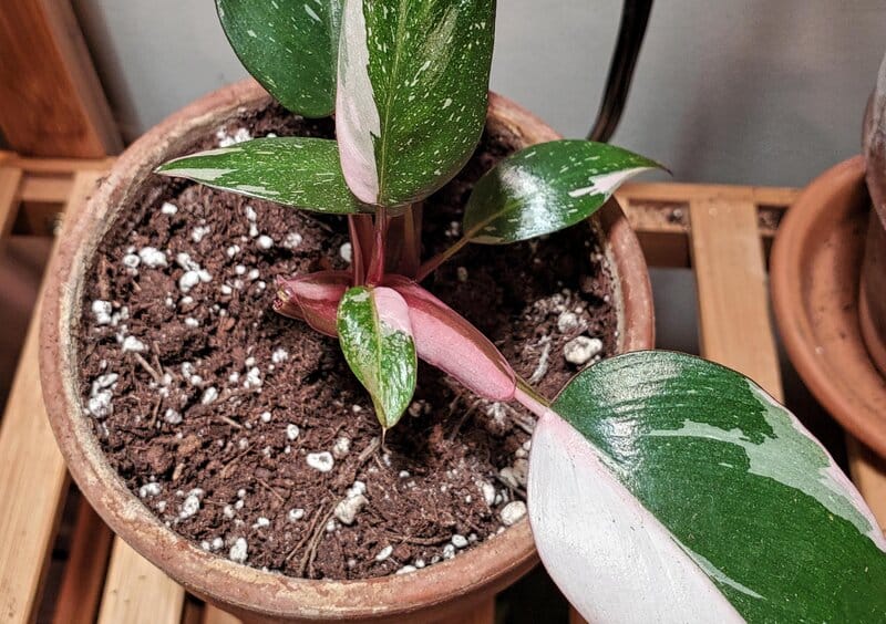 Philodendron Erubescens propagation