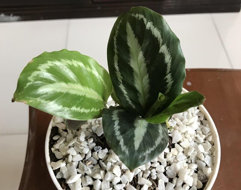 Calathea roseopicta propagation