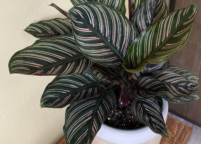 calathea ornata humidity requirements