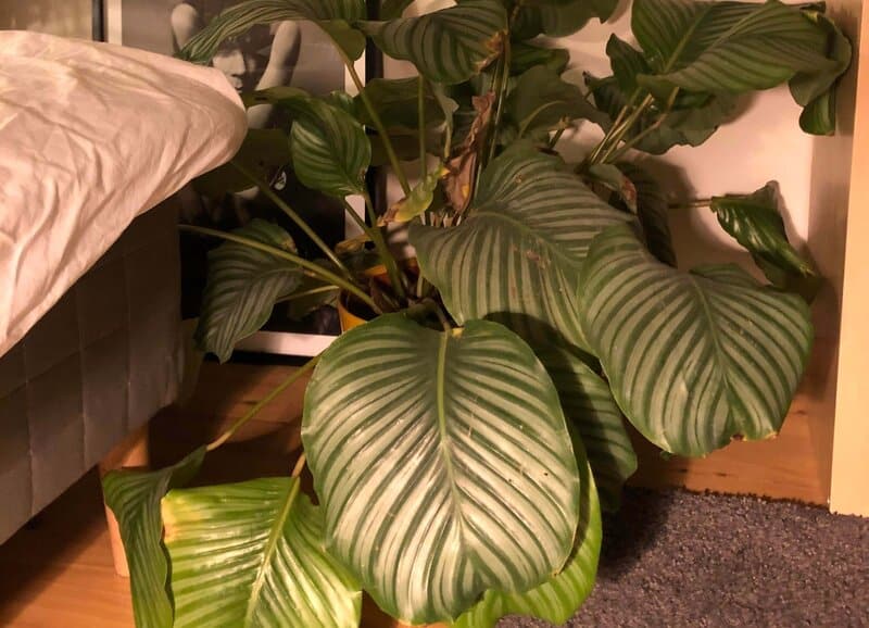 What is Calathea Orbifolia