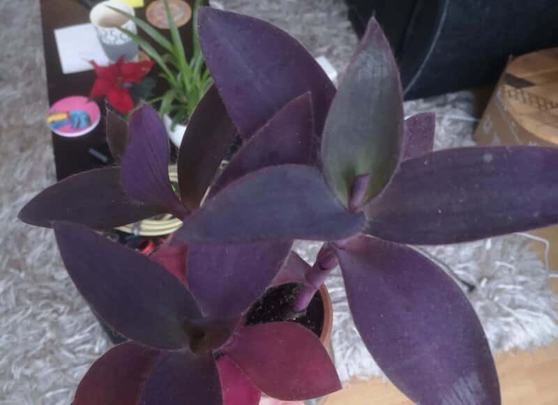 Tradescantia Pallida problems and solutions