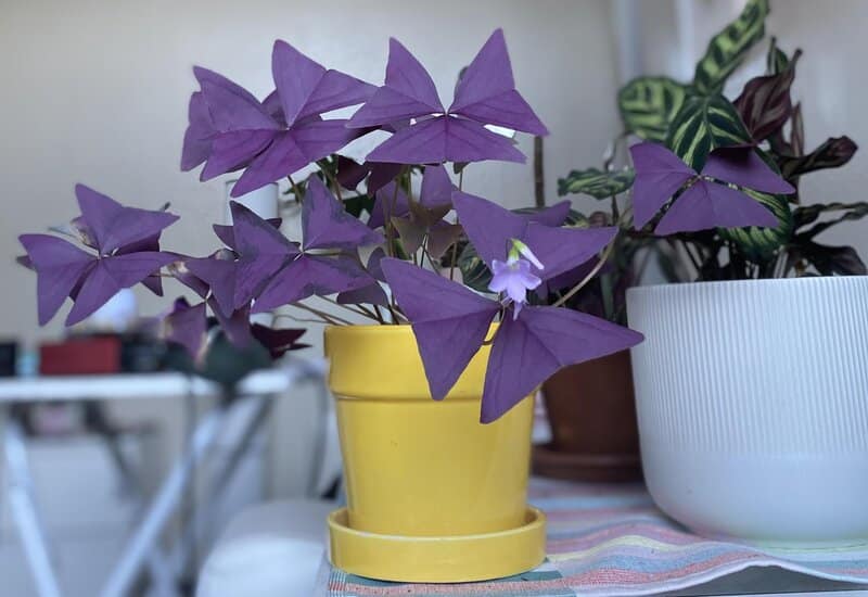Oxalis Triangularis care