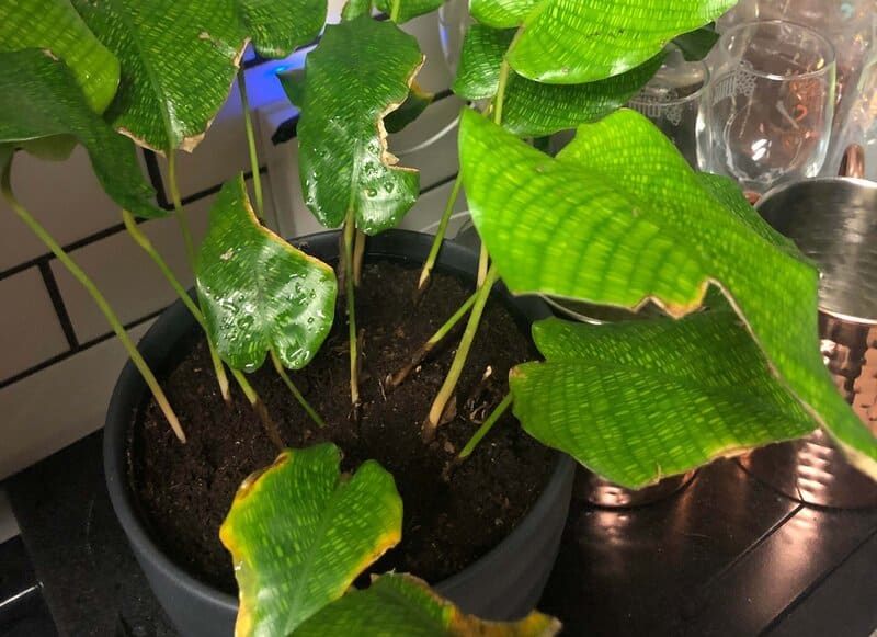 fertilizing calathea network