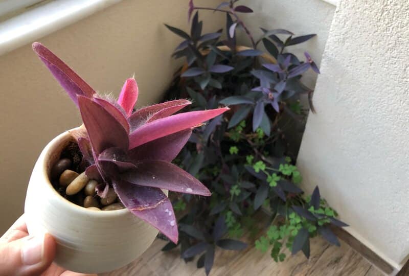 Tradescantia Pallida propagation