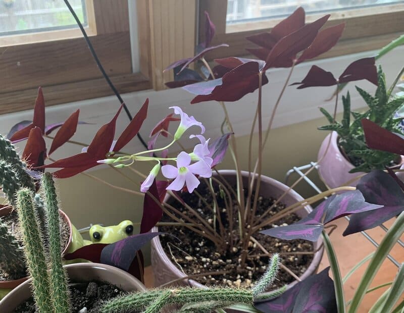 Oxalis Triangularis indoors
