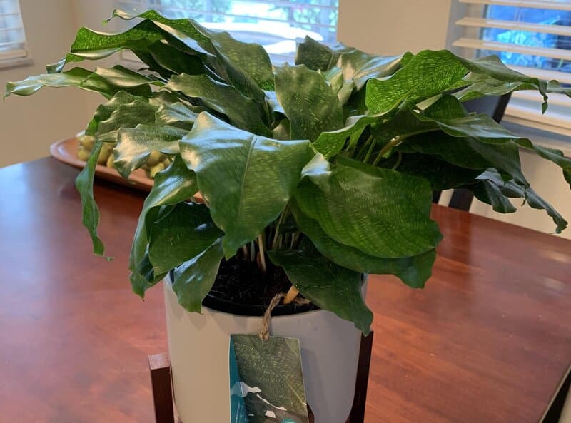 propagating calathea musaica