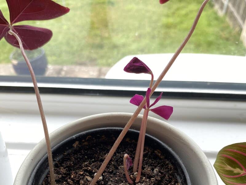 Oxalis Triangularis light requirements