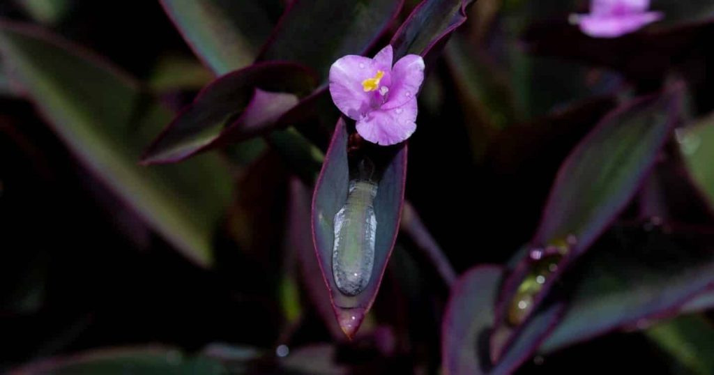 Tradescantia Pallida – How to Care for Purple Heart Plant