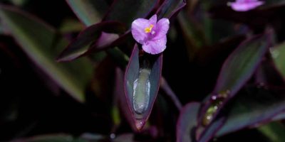 Tradescantia Pallida – How to Care for Purple Heart Plant