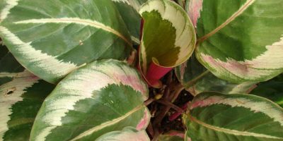 Calathea Roseopicta - How to Grow and Care