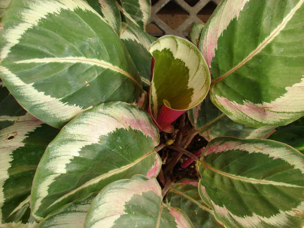 Calathea Roseopicta - How to Grow and Care