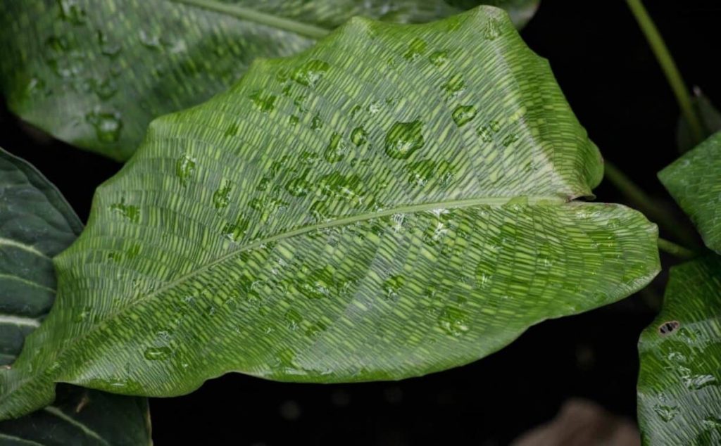 Calathea Network - How to Grow and Care for Calathea Musaica