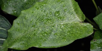 Calathea Network - How to Grow and Care for Calathea Musaica