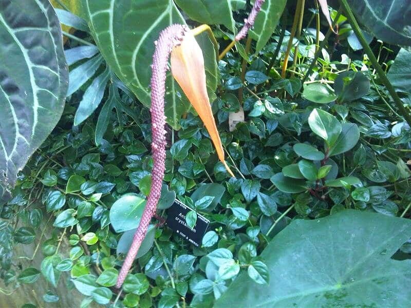 Fertilizing Anthurium Crystallinum