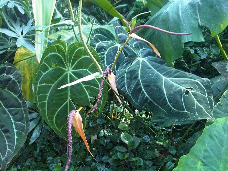 Watering Adult Anthurium Crystallinum