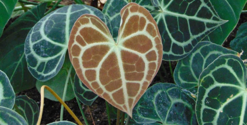 Anthurium Clarinervium - How to Care for Velvet Cardboard Anthurium