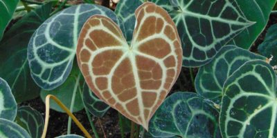 Anthurium Clarinervium - How to Care for Velvet Cardboard Anthurium